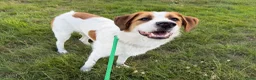 Kruising honden te koop: Woezel - Advertentie 3