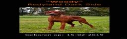 Rhodesian Ridgeback honden te koop: 10 prachtige Rhodesian Ridgeback pups te koop - Advertentie 3