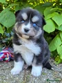 Kruising Puppy 9