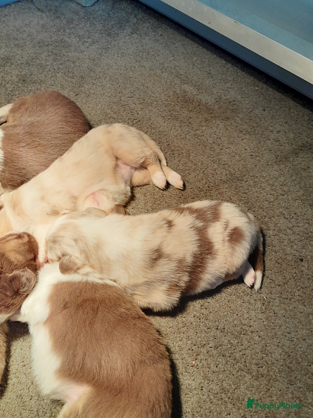 Australian Shepherd honden te koop: Lieve raszuivere australian shepherd pups  - Advertentie 12