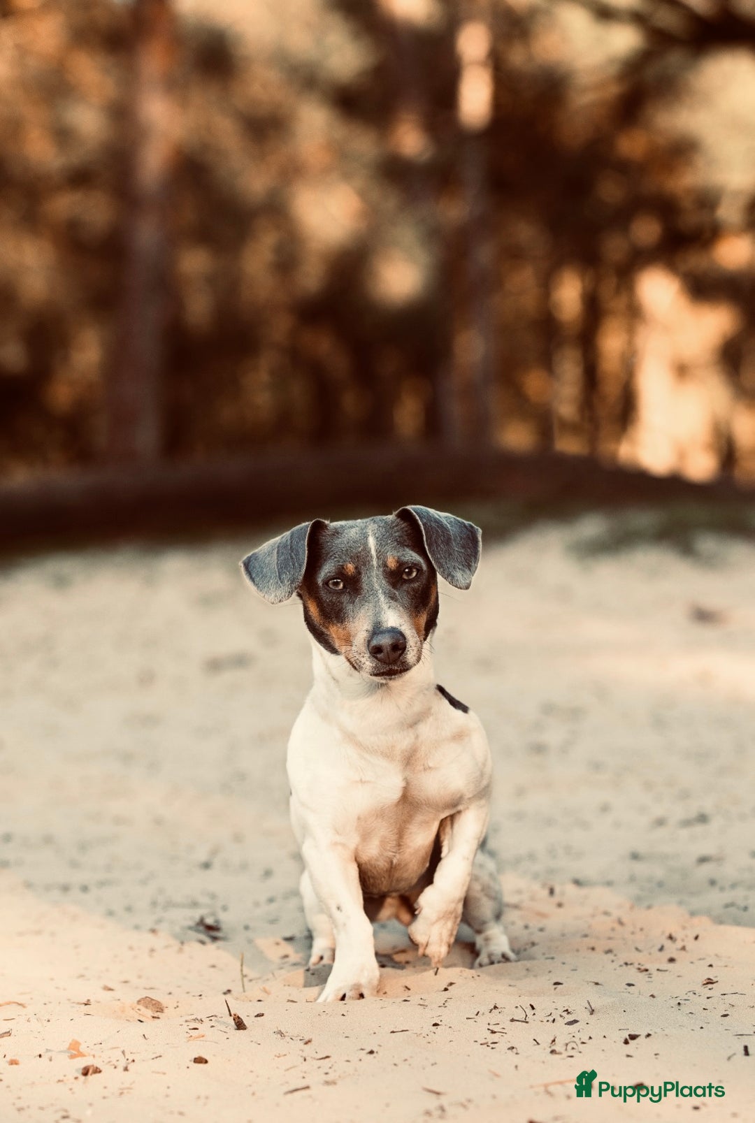 Jack Russel Terriër honden te koop: Jack russel pups - Advertentie 1