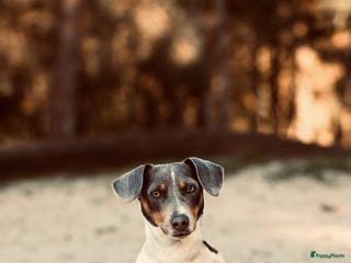 Jack Russel Terriër honden Jack russel pups - Advertentie 6