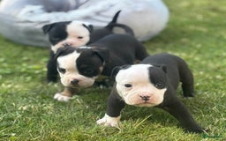 Old English Bulldog honden te koop: Old english Bulldog pups uit geteste ouders - Afbeelding 12
