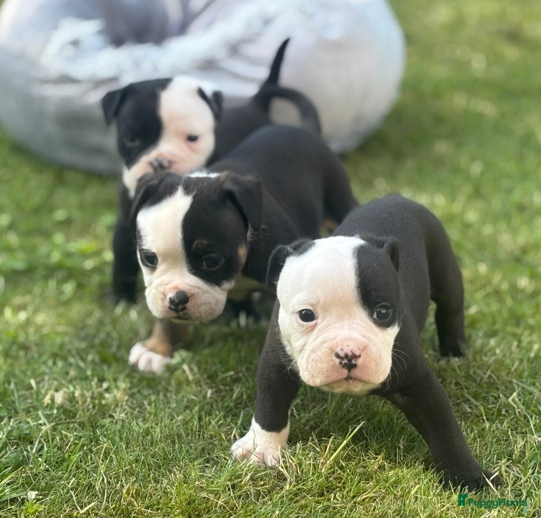 Old English Bulldog honden te koop: Old english Bulldog pups uit geteste ouders - Afbeelding 12