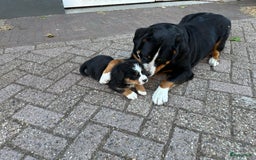 Berner Sennenhond honden te koop: Prachtige Berner Sennenhond puppy s - Afbeelding 5