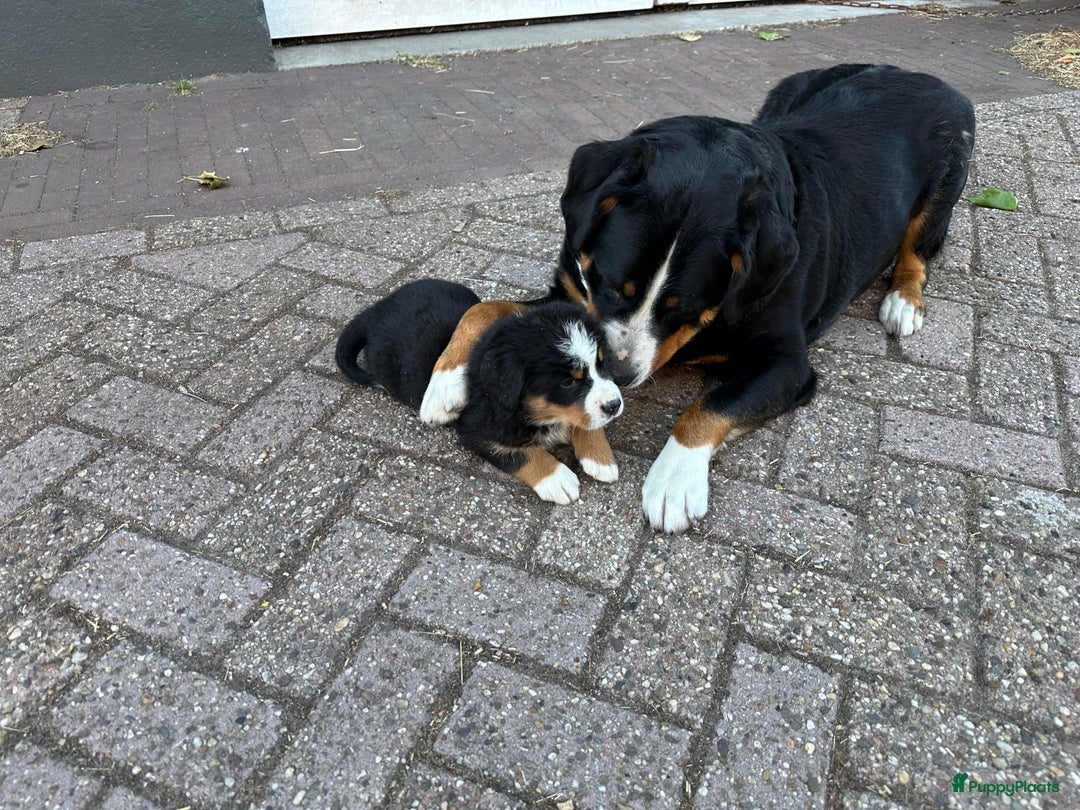Berner Sennenhond honden te koop: Prachtige Berner Sennenhond puppy s - Afbeelding 5