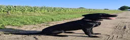 Labrador Retriever honden te koop: Field Trial labrador pup zwart - Advertentie 10