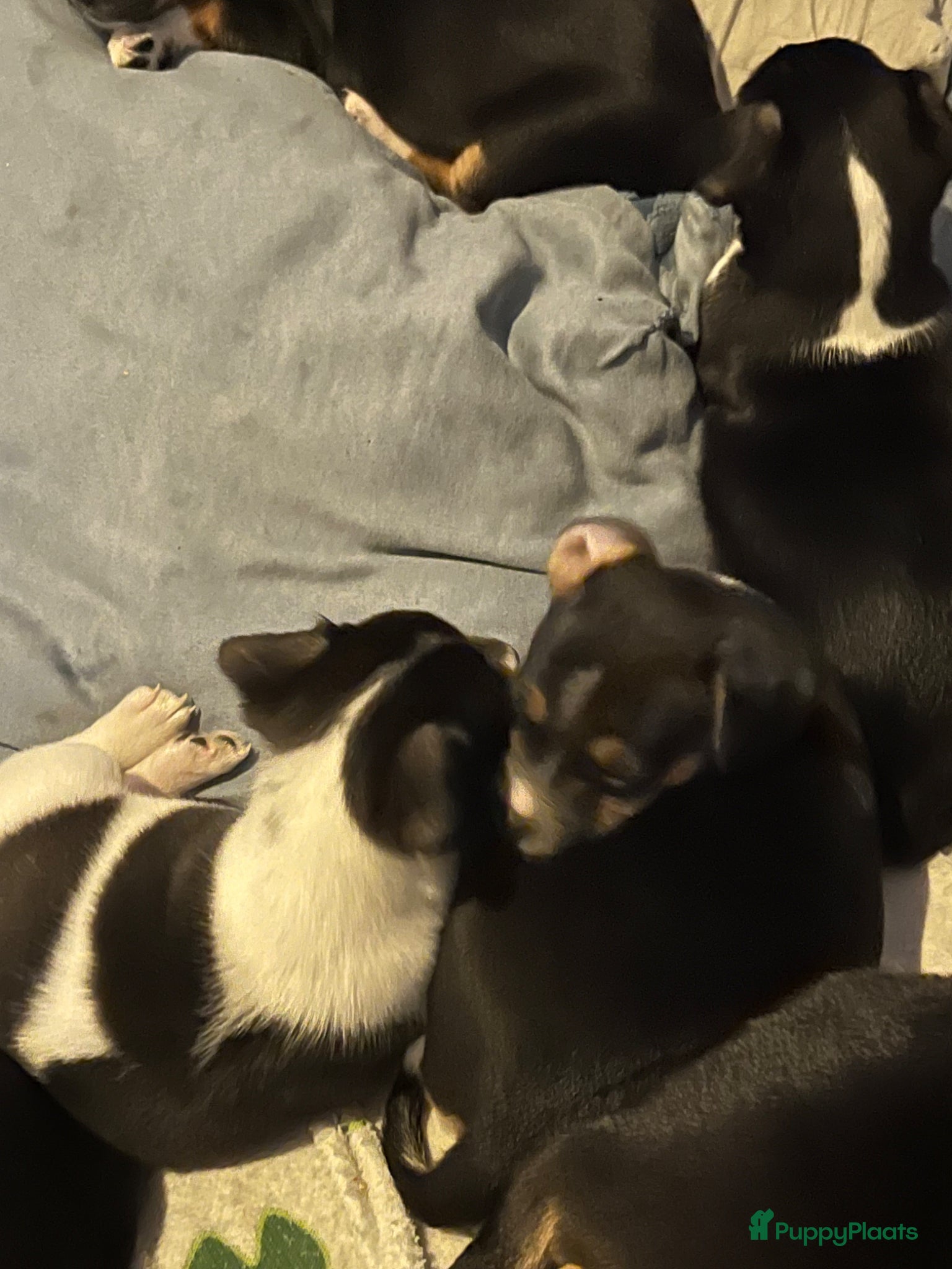 Fox Terriër Gladhaar honden Nestje boerenfox pups - Advertentie 1