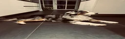 Australian Shepherd honden te koop: Super leuke Ausie pups - Advertentie 16