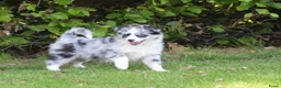 Australian Shepherd honden te koop: Knappe Miniature American Shepherd (MAS) pups - Advertentie 12