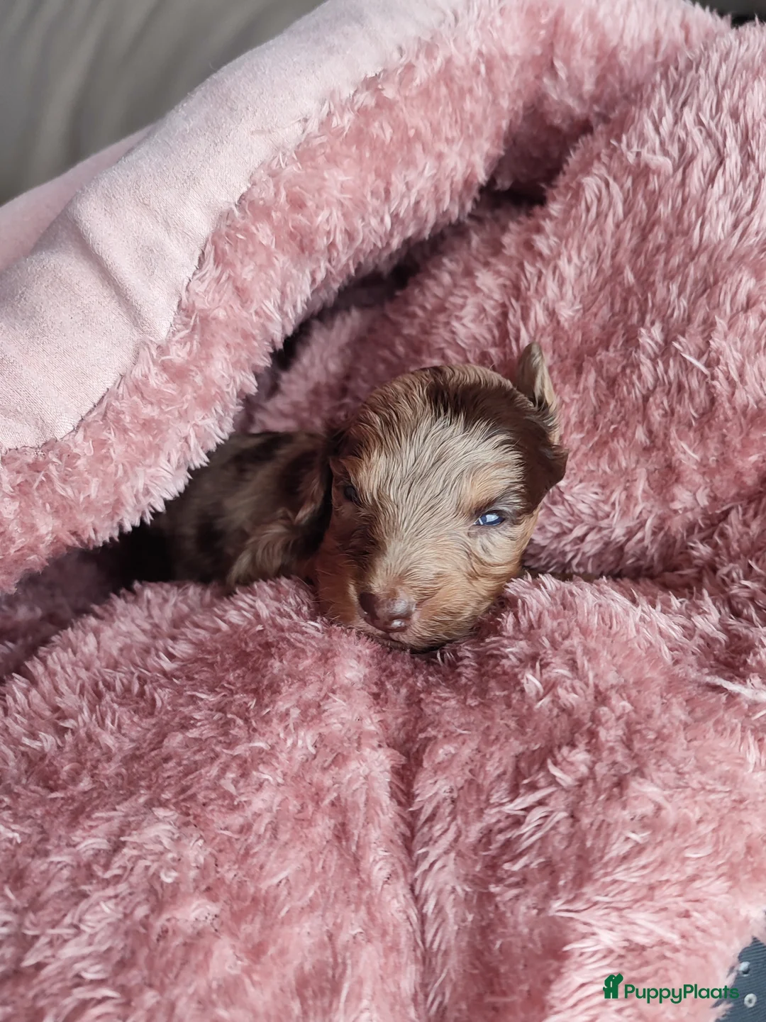 Kruising honden te koop: Doxiepoo pups. Mama toypoedel x papa dwergteckel  - Advertentie 11