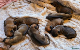 Rhodesian Ridgeback honden te koop: Rhodesian Ridgeback pups+stamboom 2reutjes 8weken  in Wierden - Afbeelding 22