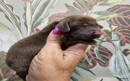 Teckel (korthaar)  honden te koop: De allermooiste dwergteckel pupjes!! - Afbeelding 4