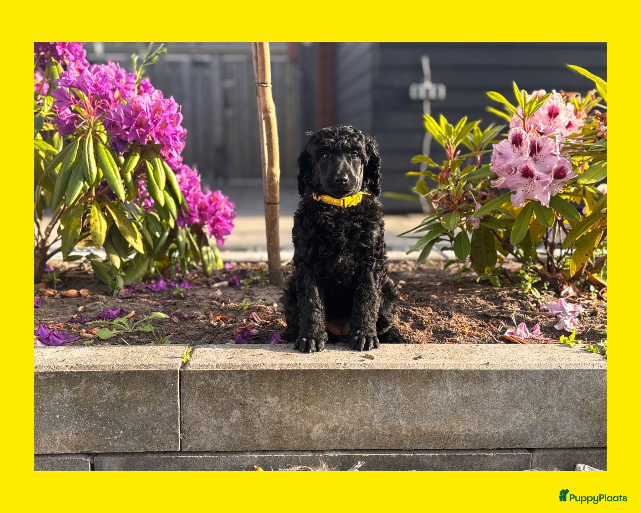 Poedel honden Grote poedel pup met fci stamboom - Advertentie 1