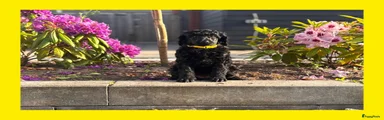 Puppy 1