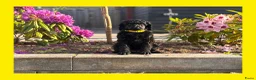 Poedel honden te koop: Grote poedel pup met fci stamboom - Advertentie 1
