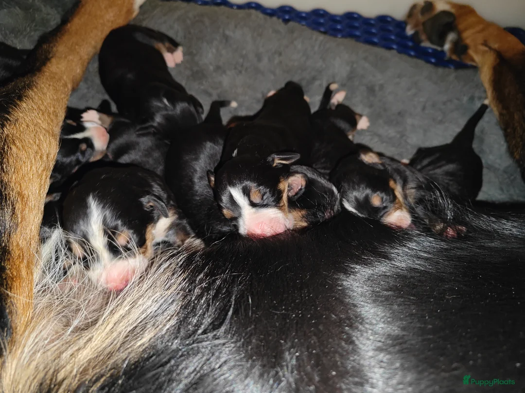 Grote Zwitserse Sennenhond honden te koop: Grote Zwitserse Sennenpups  - Advertentie 3