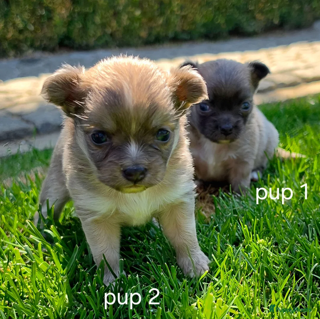 Chihuahua honden te koop: Chihuahua pups - Advertentie 1
