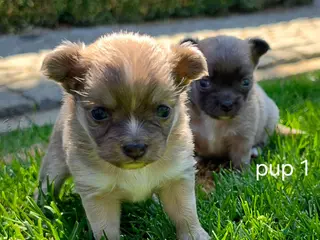 Chihuahua honden Chihuahua pups - Advertentie 5