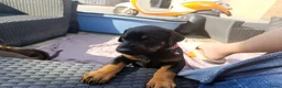 Dobermann honden te koop: 3 Dobermann pups  zoeken  een goud mandje  - Advertentie 6