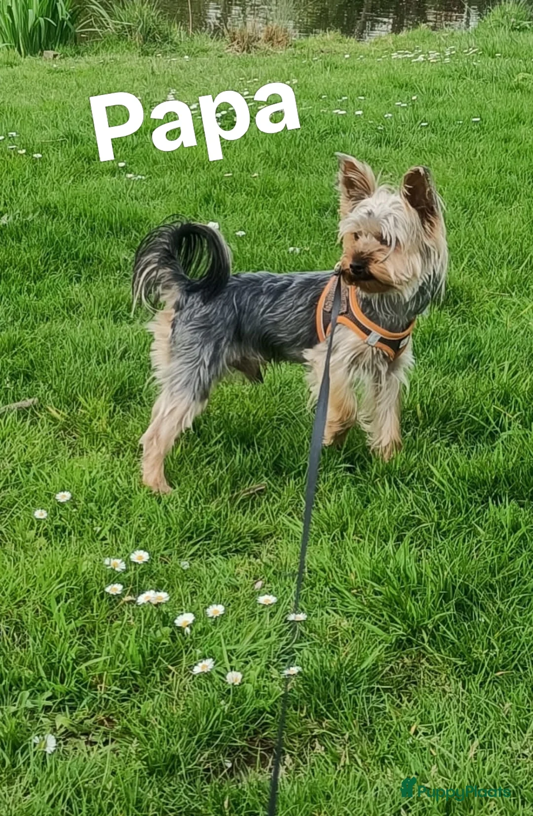 Yorkshire Terriër honden te koop: Yorkshire Terriër Mini pups te koop   in Rijen - Advertentie 5