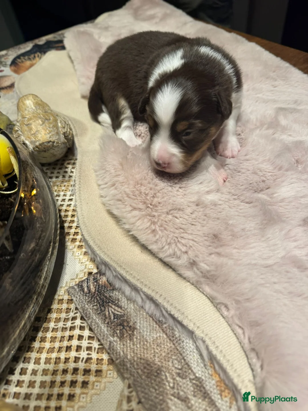 Australian Shepherd honden te koop: Mini Australian shepherd  - Advertentie 2