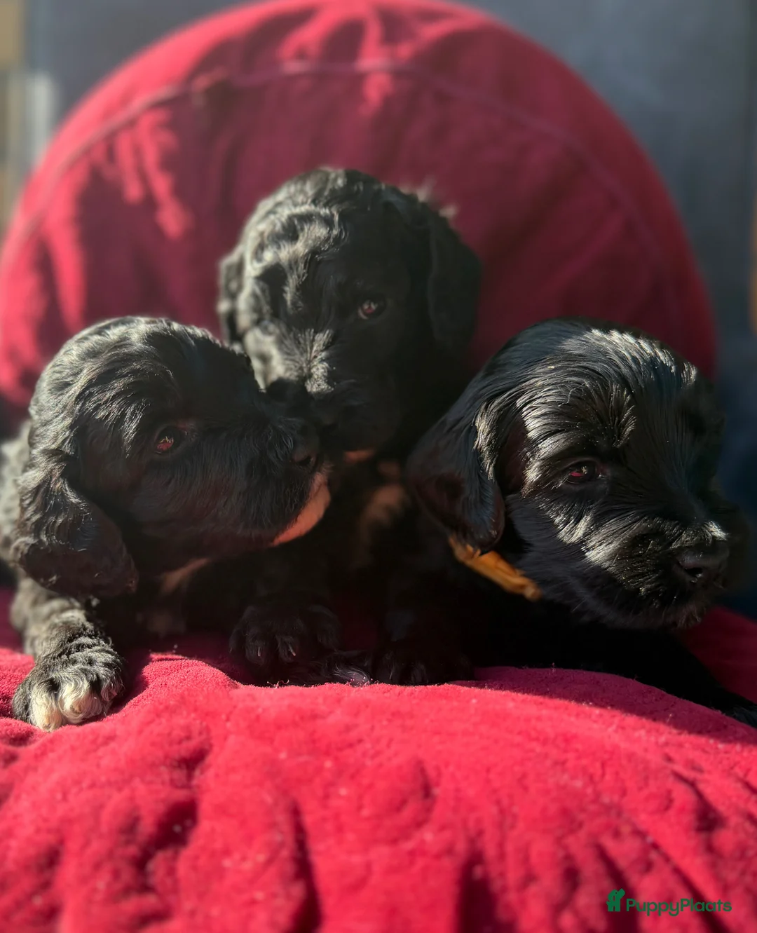 Australian Labradoodle honden te koop: Prachtige gitzwarte Cobber/Australian Labradoodle  - Advertentie 1