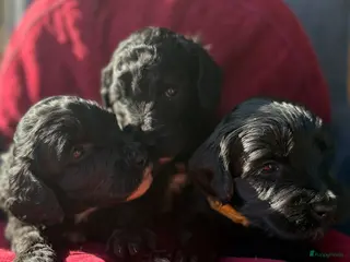 Australian Labradoodle honden Prachtige gitzwarte Cobber/Australian Labradoodle - Advertentie 2
