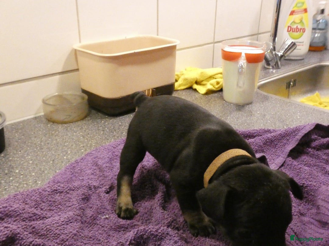 Franse Bulldog honden te koop: Fr bulldog puppy's uit geteste ouders - Advertentie 24