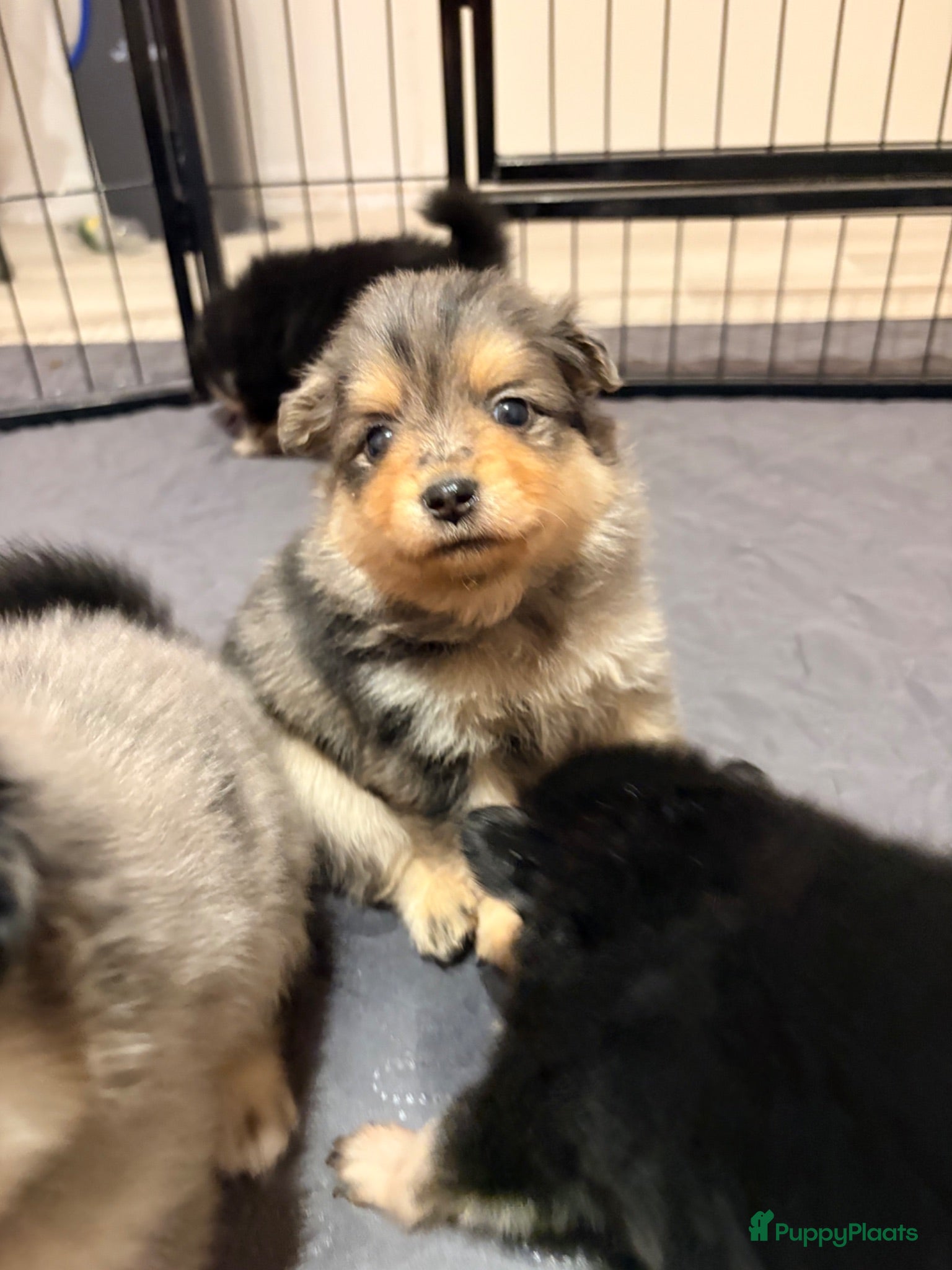 Kruising honden Pomeriaan pups black en tan & merle - Advertentie 6