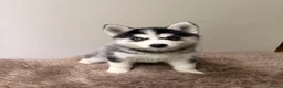 Pomsky honden te koop: Pomsky puppy’s F3 - Advertentie 17