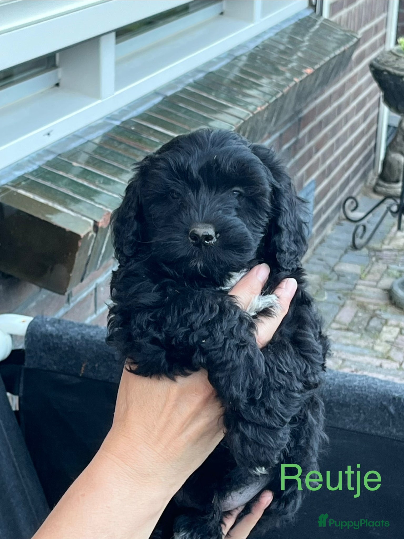 Maltipoo honden Maltipoo  - Advertentie 10