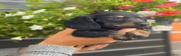 Teckel (langhaar) honden te koop: Langharige teckel pups - Advertentie 15