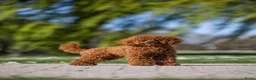 Maltipoo honden te koop: Puppy (maltipoo) in Nijverdal - Advertentie 4