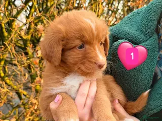 Nova Scotia Duck Tolling Retriever honden te koop: Nova Scotia Duck Tolling retriever pups Toller pup - Advertentie 2