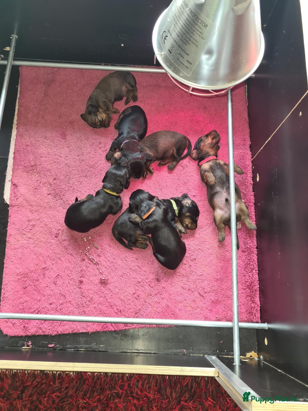 Teckel (langhaar) honden te koop: Eén pup beschikbaar Standaard langhaar teckel pups - Advertentie 3