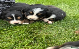 Kruising honden te koop: Berner Sennen x Zwitserse Sennen pups - Afbeelding 13