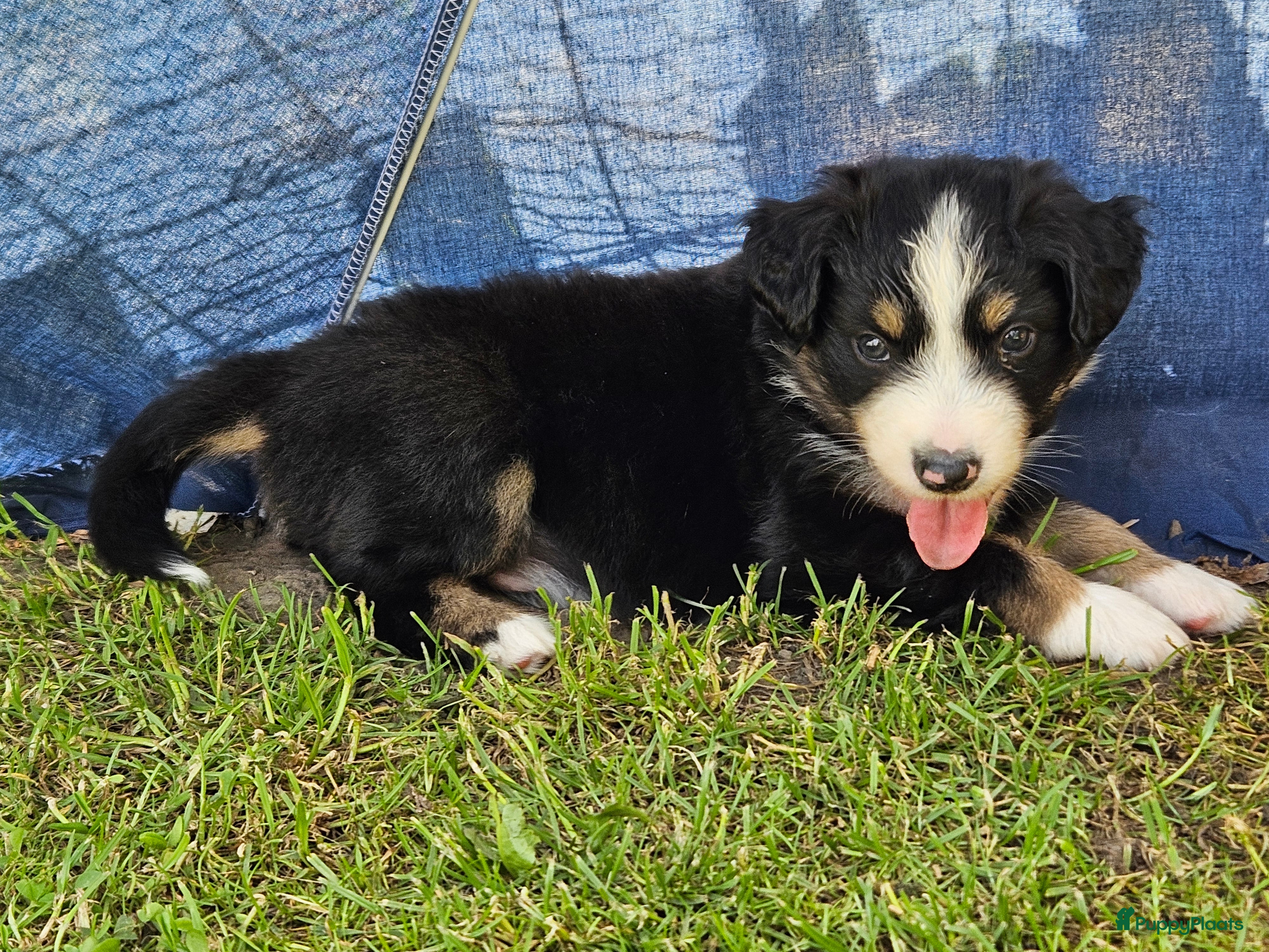 Australian Shepherd honden Prachtige mini Australian shepherd pups  - Advertentie 1