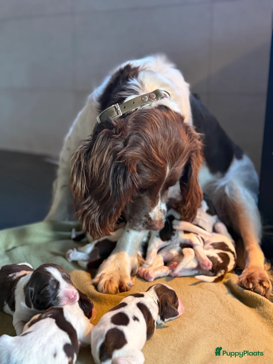 Engelse Springer Spaniel honden te koop: Engelse Springer Spaniël pups - Advertentie 4