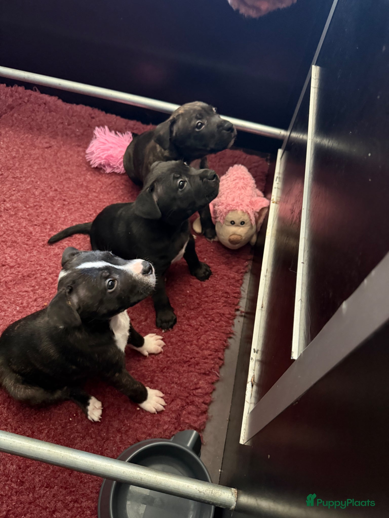 Engelse Stafford honden Te te koop: 3 prachtige Engelse Stafford pups 🐾 - Advertentie 2