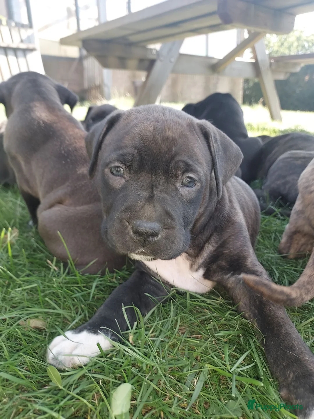 Kruising honden te koop: Boerboel x amerikaanse stafford pups - Advertentie 2