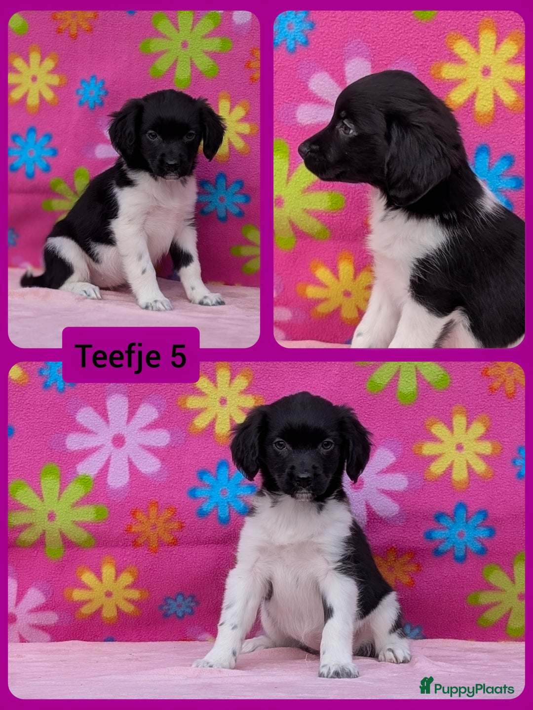 Friese Stabij honden te koop: Prachtige friese stabij x border collie pups  - Advertentie 13