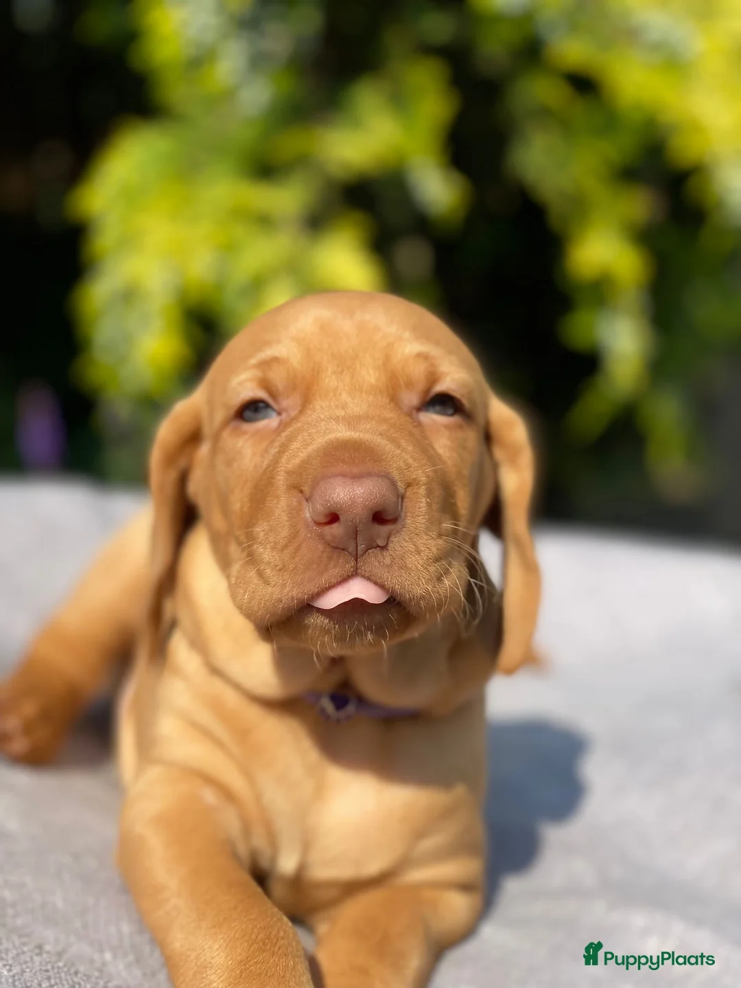 Vizsla korthaar honden te koop: Vizsla puppy’s - Advertentie 2