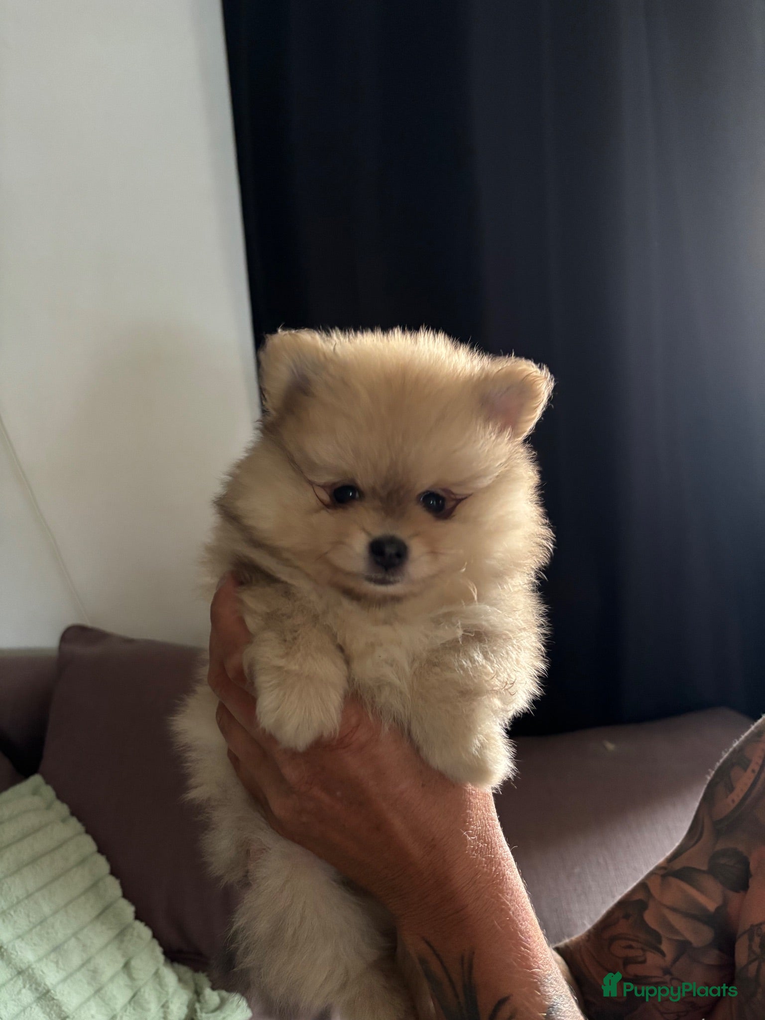 Pomeriaan honden Te koop pomeriaan pup - Advertentie 11
