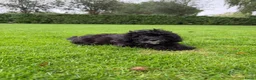 Kruising honden te koop: Boomer x Poedel (Boompoo) pups - Advertentie 22