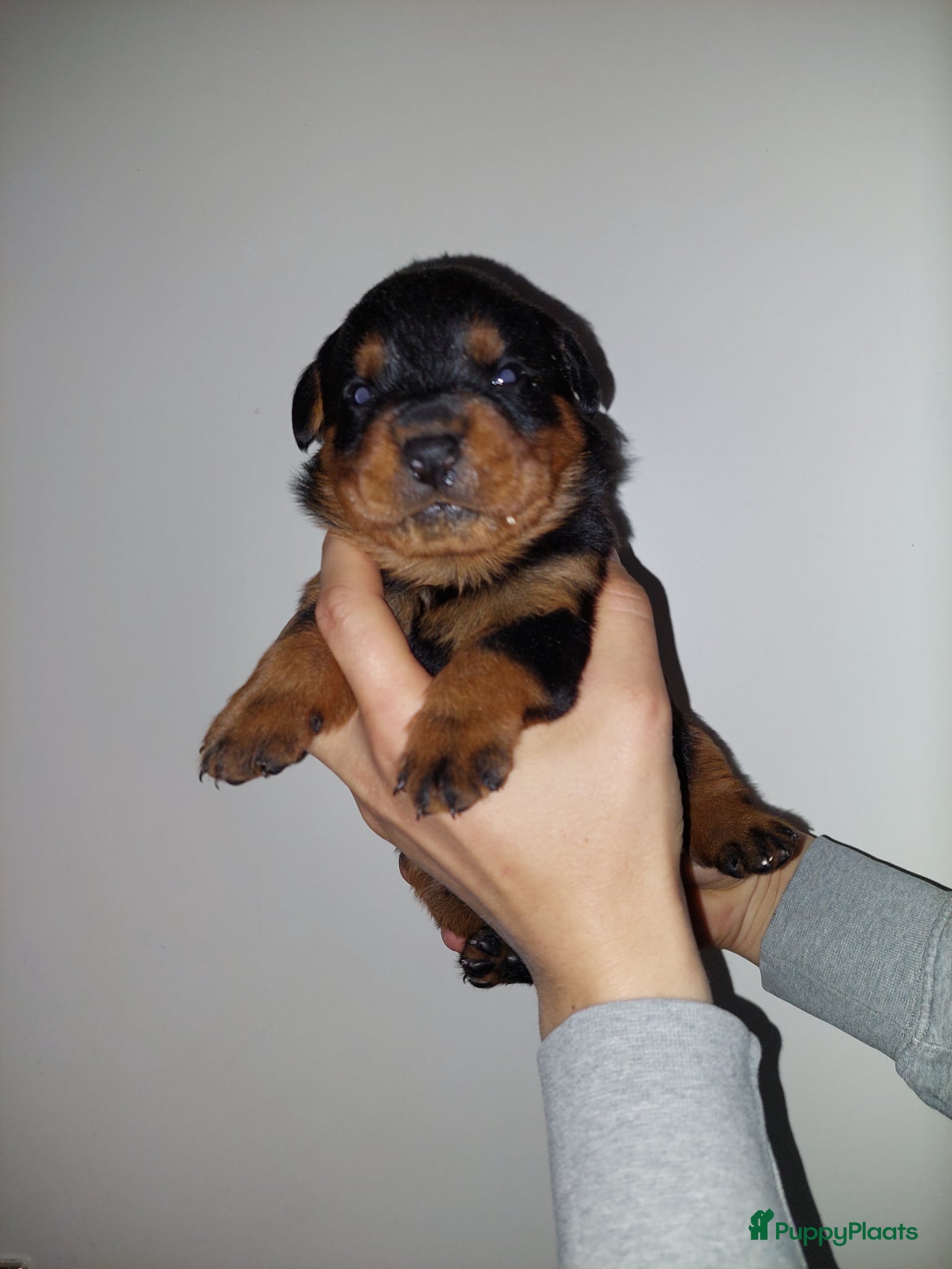 Rottweiler honden Laatste rottweiler teef pup  - Advertentie 1