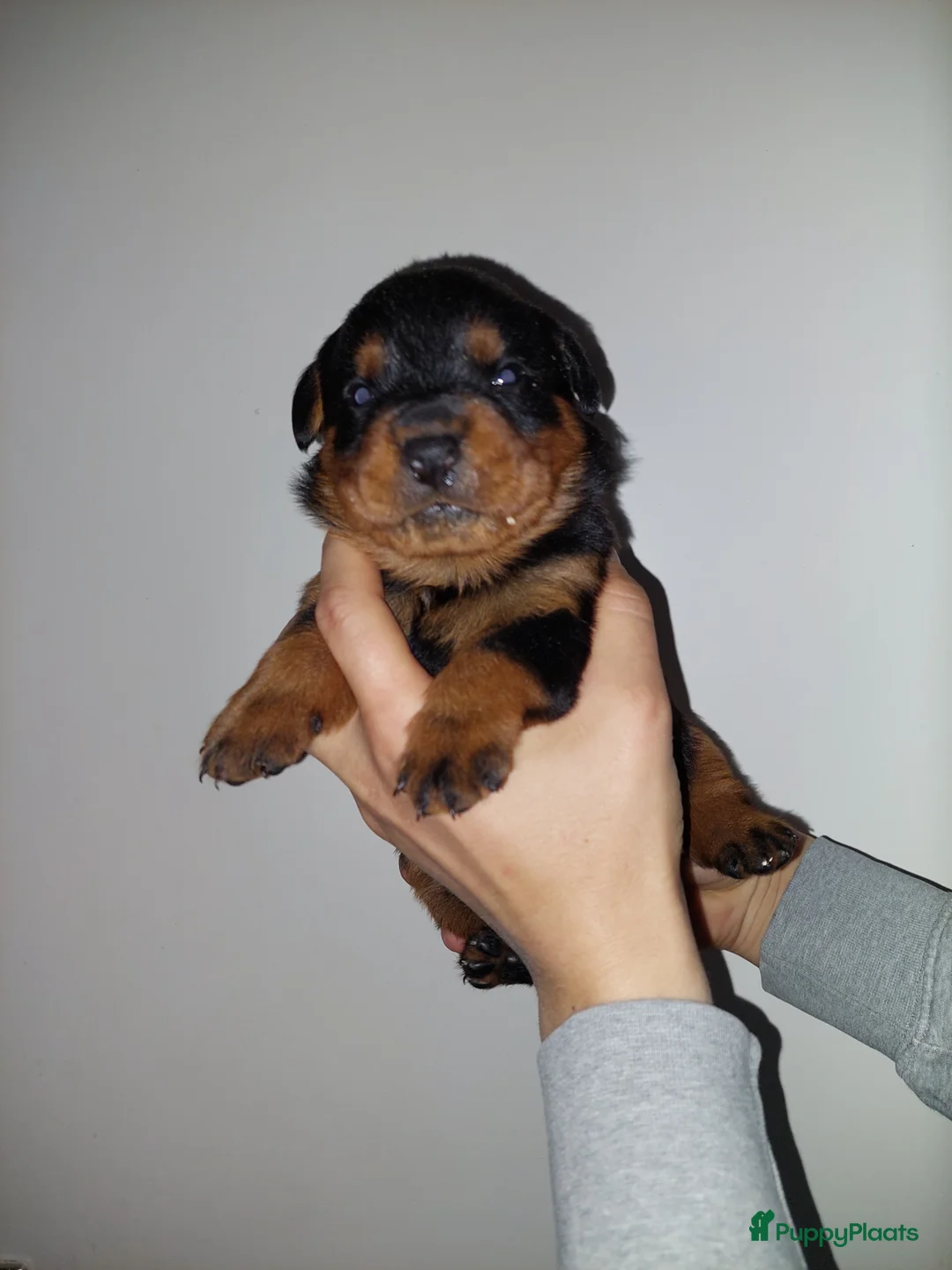 Rottweiler honden te koop: Laatste rottweiler teef pup  - Advertentie 1