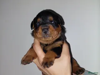 Rottweiler honden Laatste rottweiler teef pup - Advertentie 1