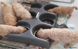 Labradoodle honden te koop: Labradoodle pups - Afbeelding 7