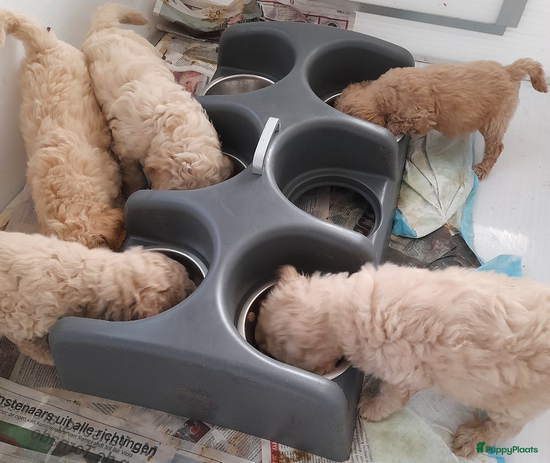 Labradoodle honden te koop: Labradoodle pups - Afbeelding 7